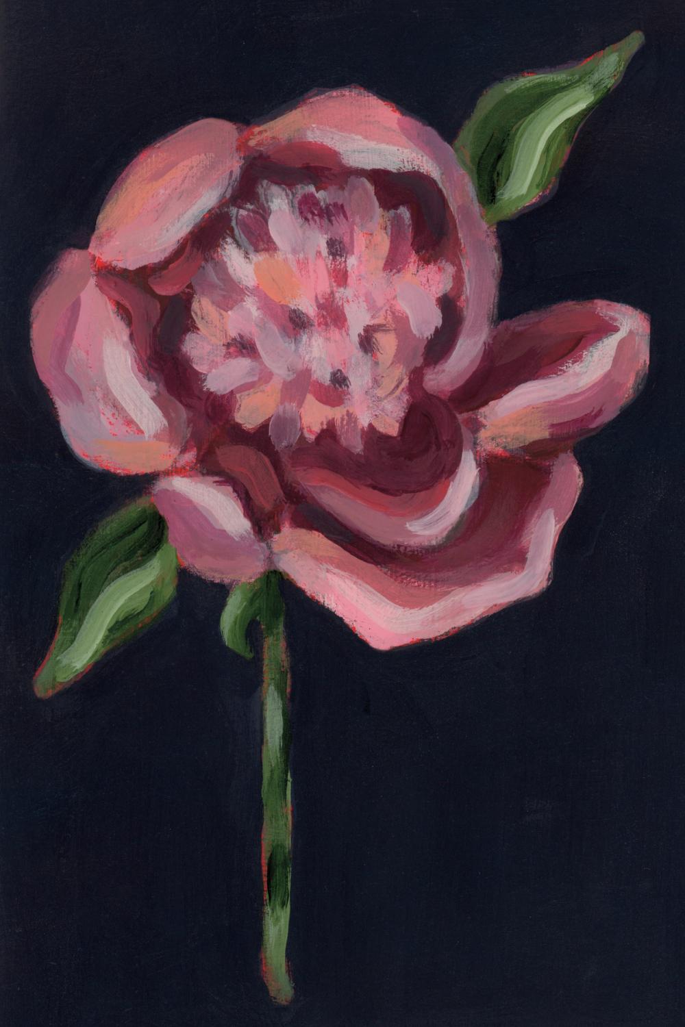 Peony in Black