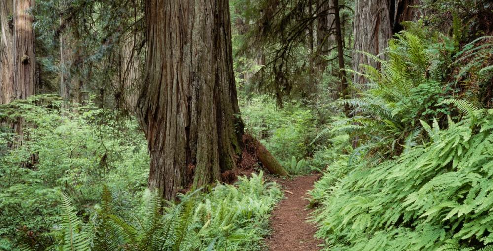 Primeval Forest Path