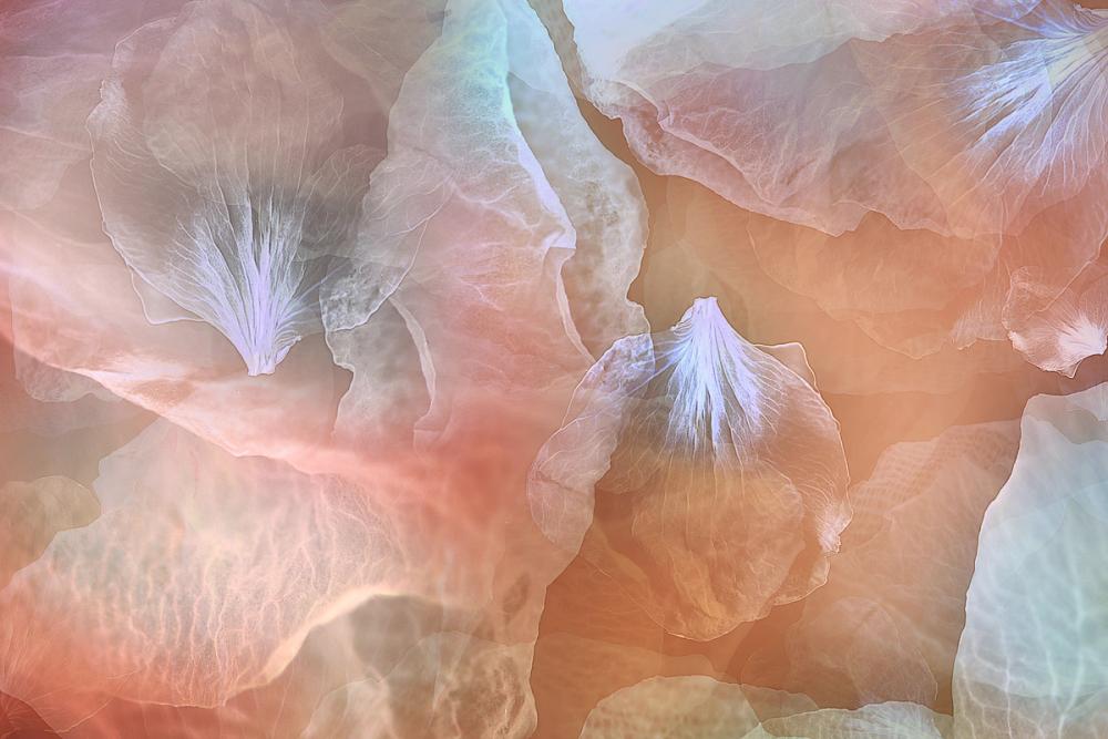 Airy and Soft Petals