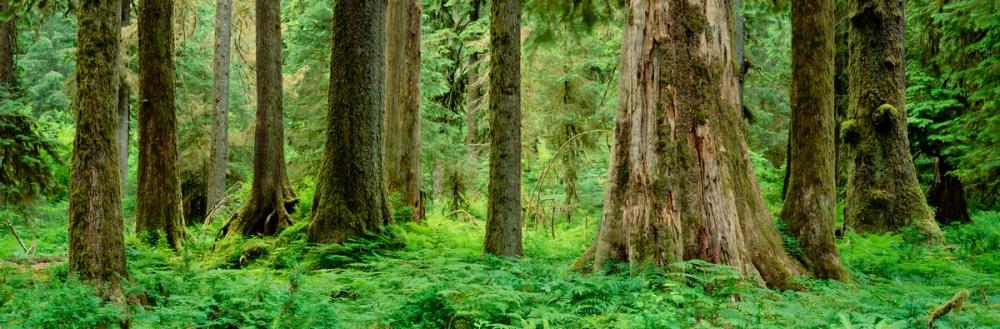 Hoh Rainforest