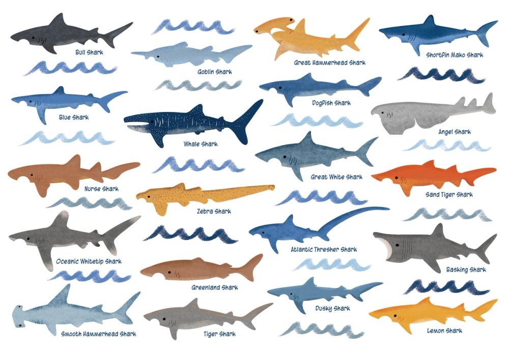 Sharks of the World Chart