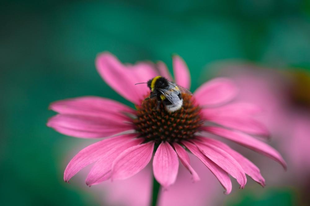 Echinacea & Bumblebee