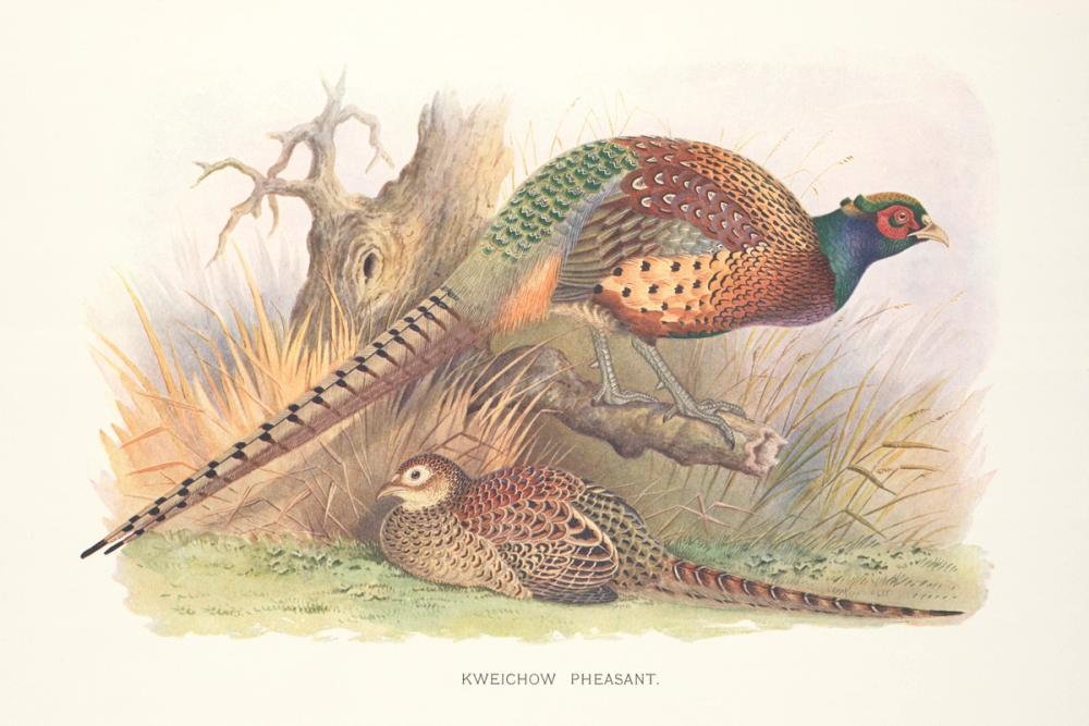 Autumn Pheasant