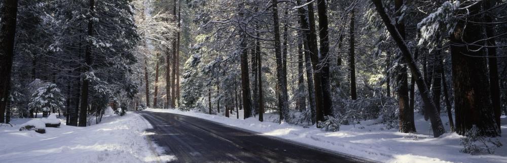 Winter's Passage Forest