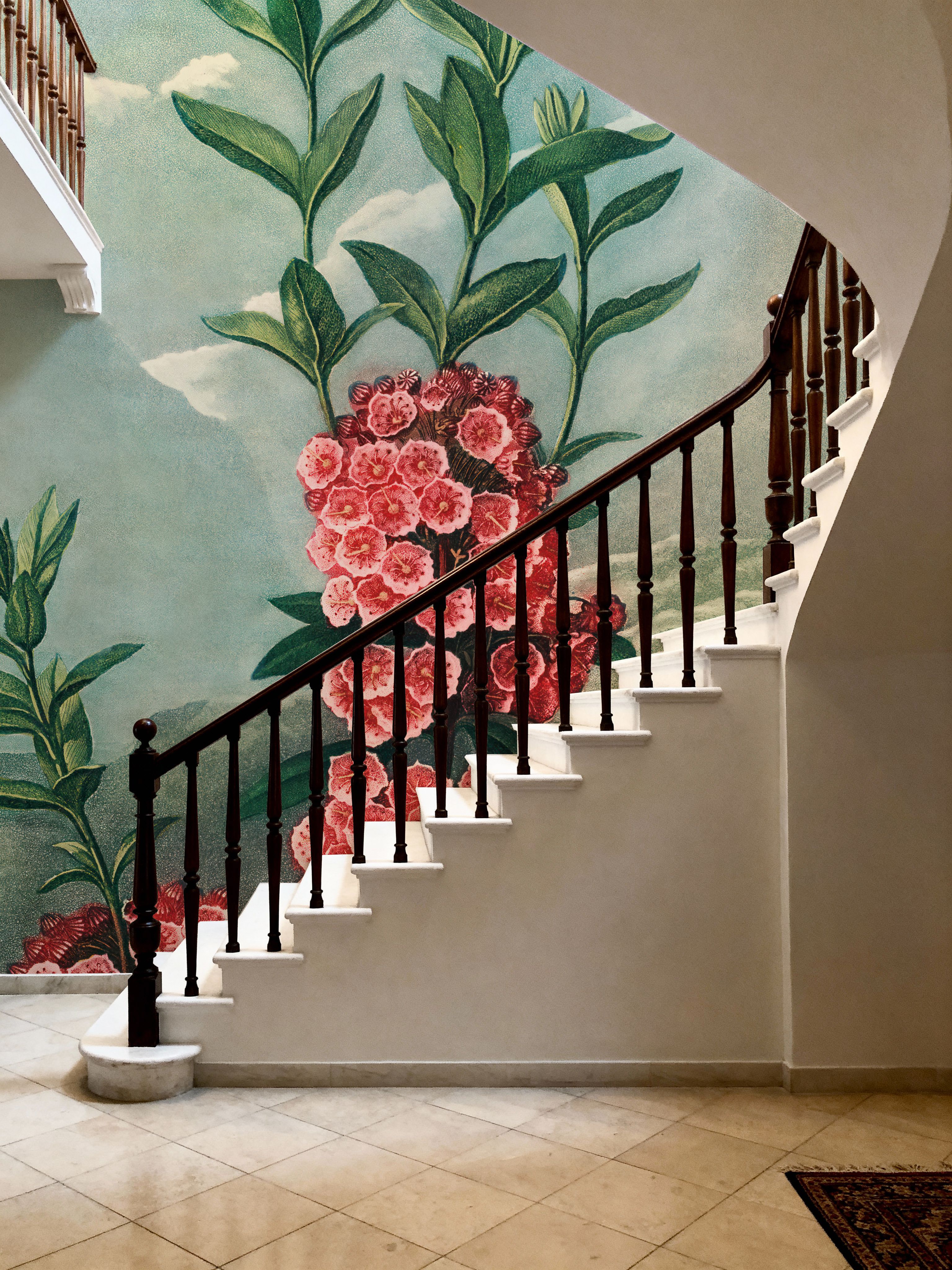 The Narrow–Leaved Kalmia