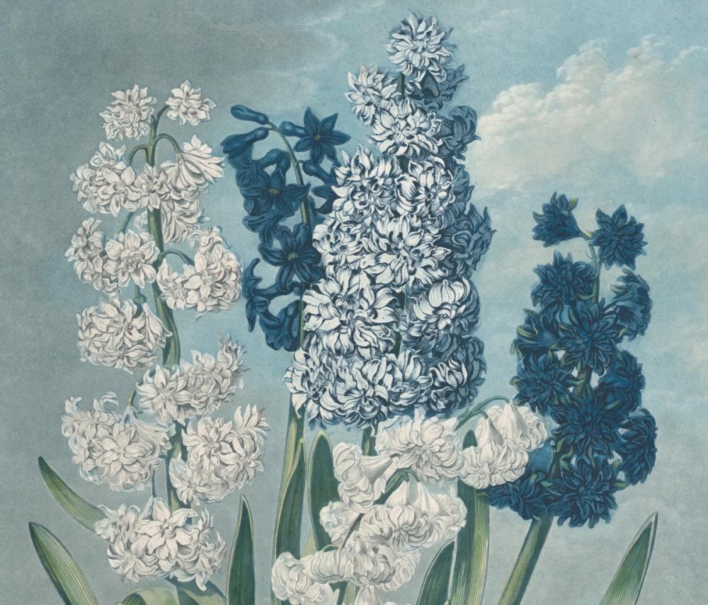 Temple of Flora Hyacinths