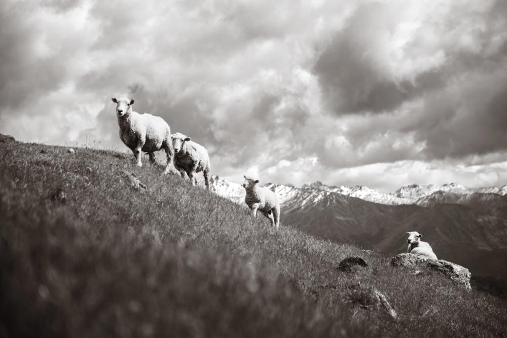 Wanaka Sheep II
