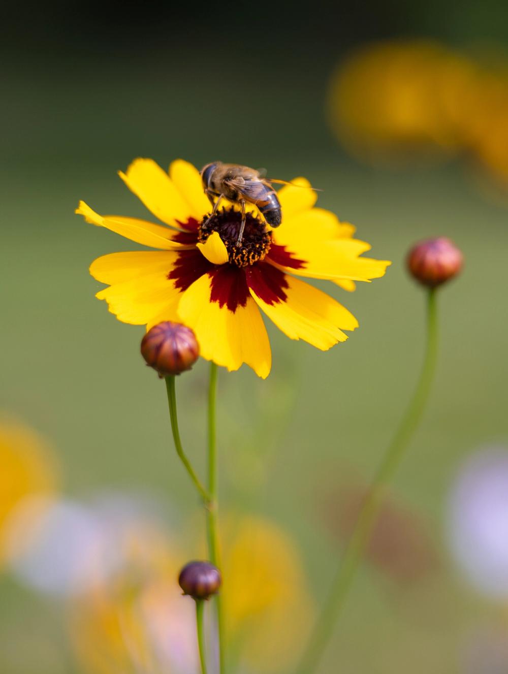 Garden Flower and Bee