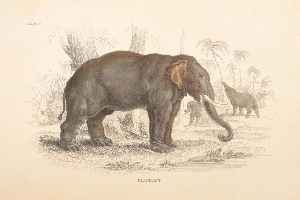 Animals of Africa III