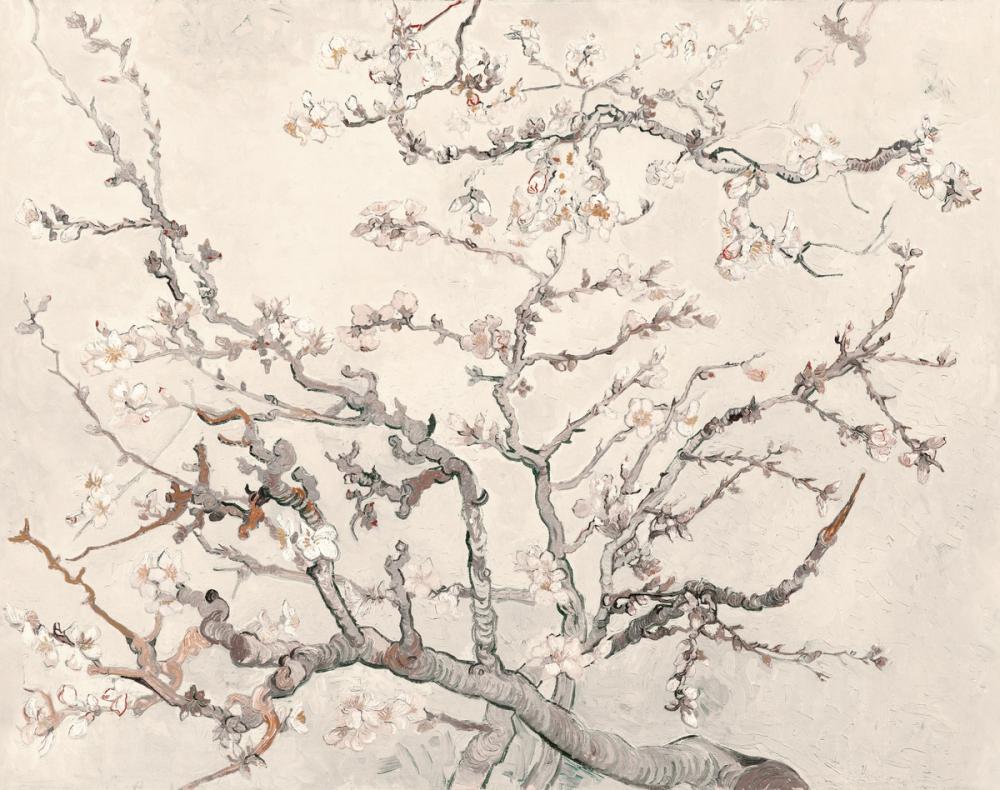 Almond Blossom, Cake