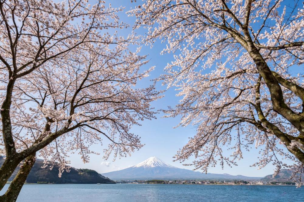 Mount Fuji in Spring