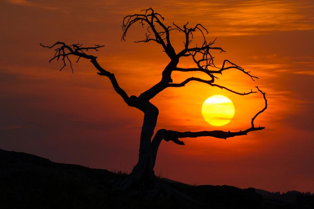 Pinus Flexilis Sunset