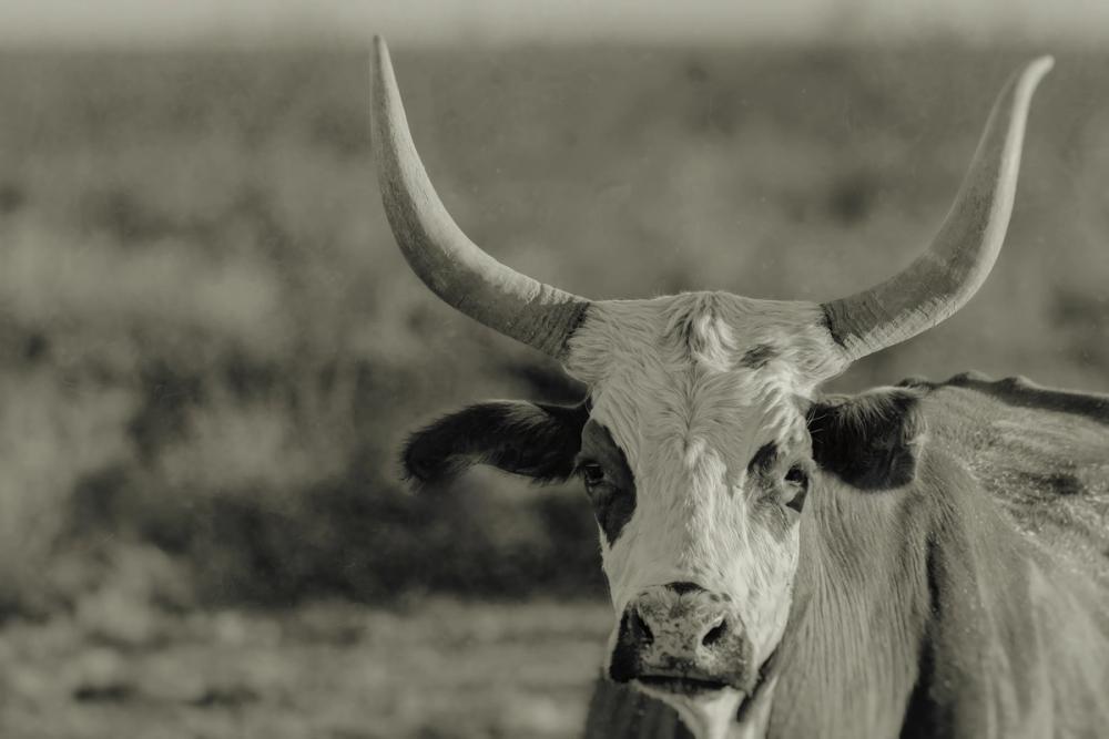 High Desert Herd Sepia