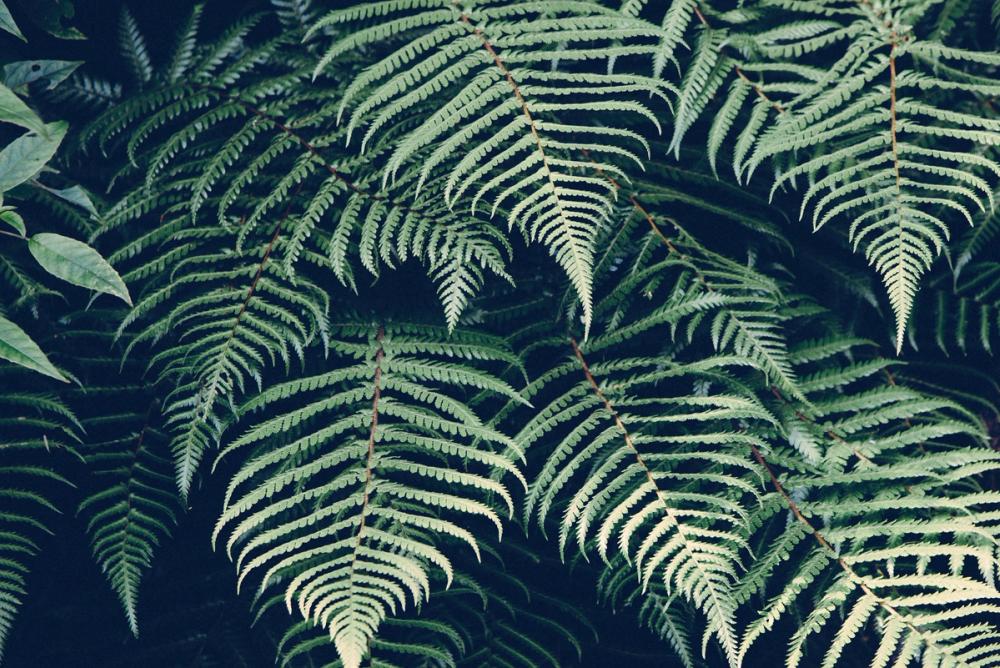 Fern Leaves