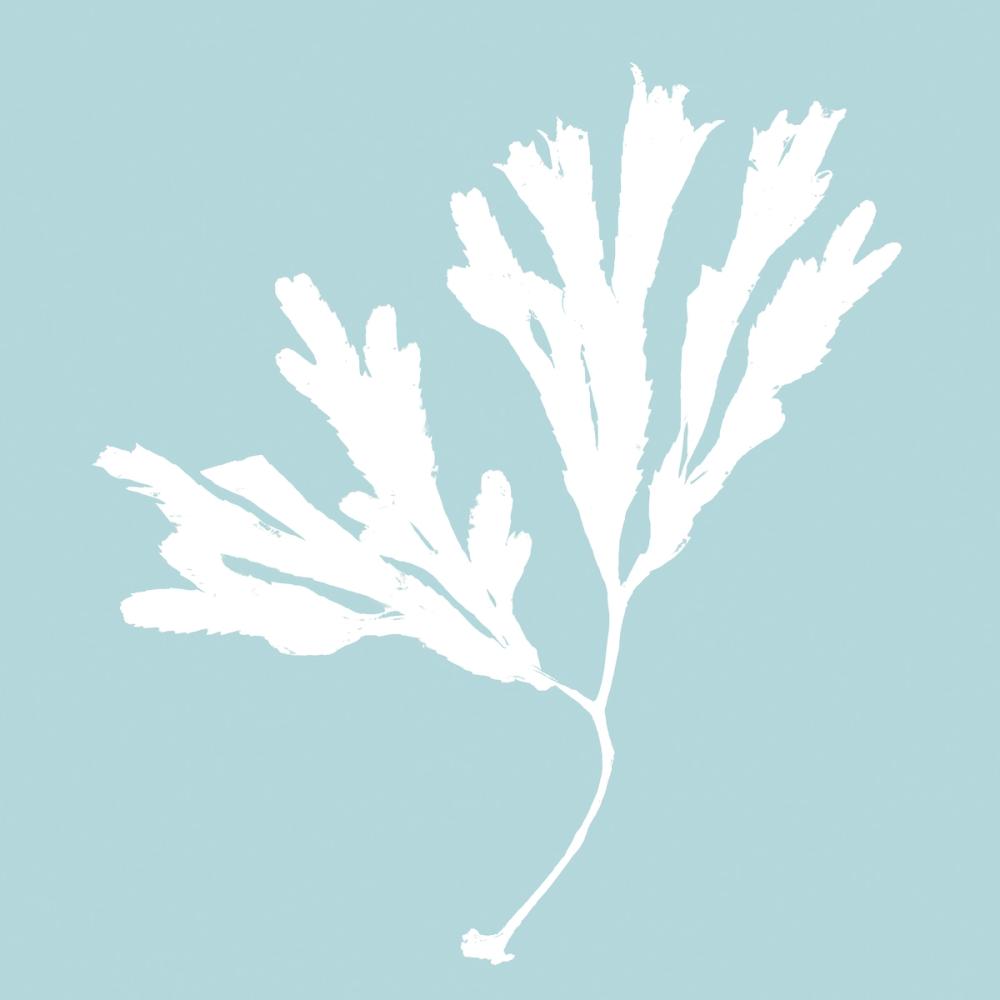 Seaweed I
