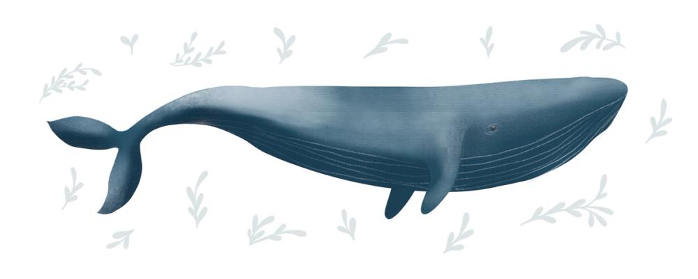 Ocean Life Whale on White
