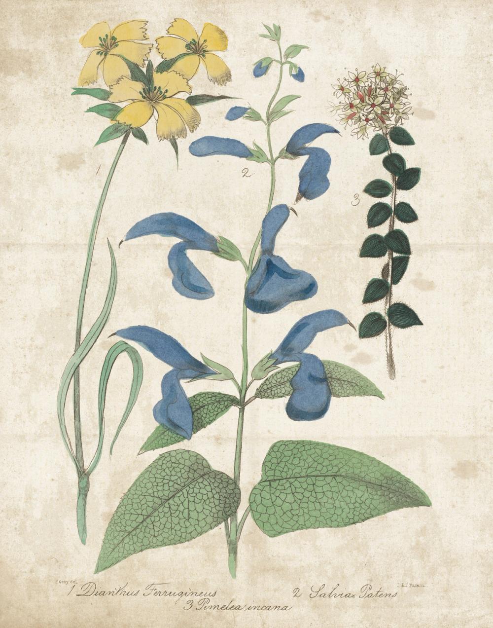 Salvia Florals Vintage II