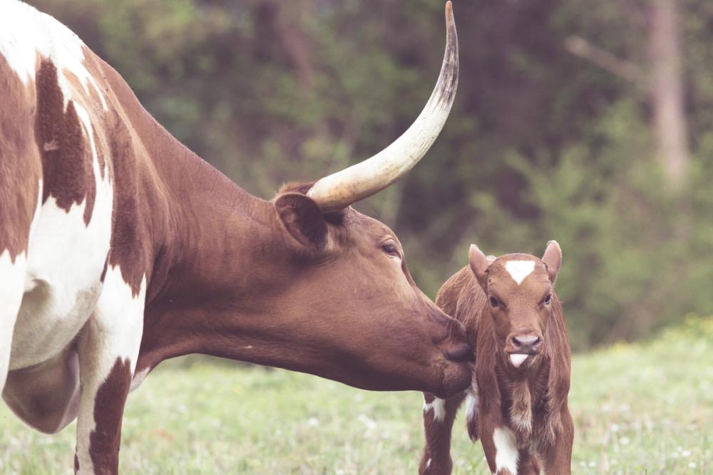 Longhorn Pasture Pair