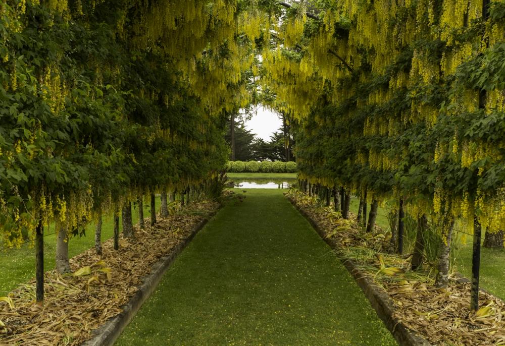 Laburnum Walk