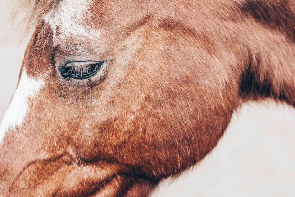 Gentle Equine