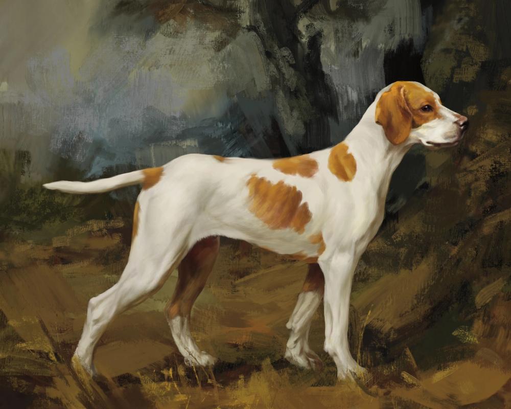 Hunting Dog Portrait