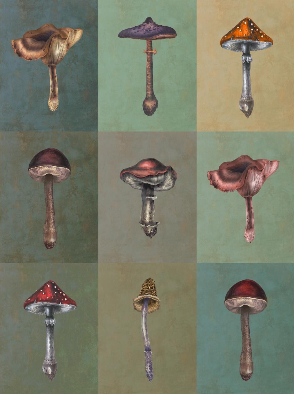 Mushrooms