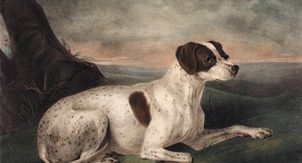 Juno The Hunting Dog