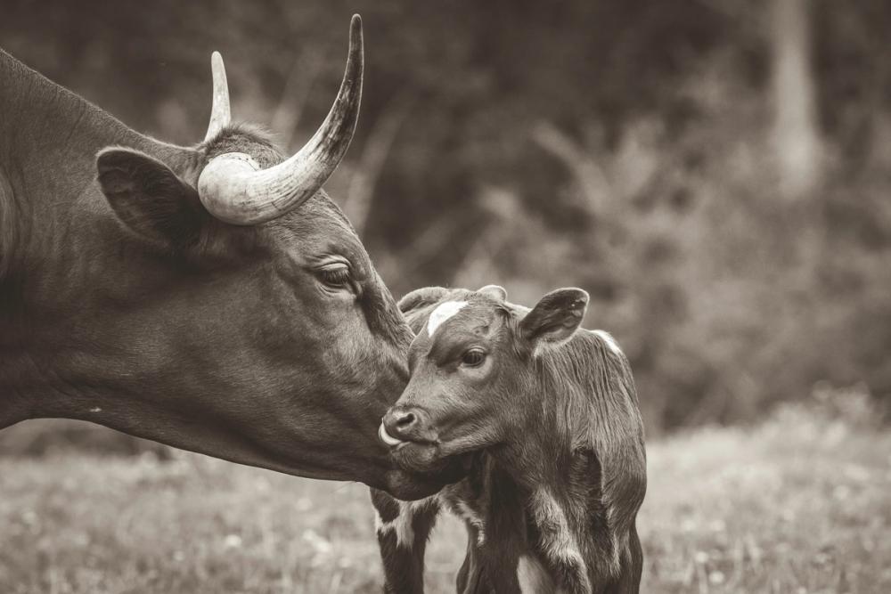 Longhorn Kiss Sepia