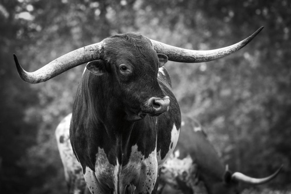Longhorn Gaze I BW