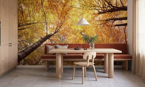 Autumn Canopy Glow