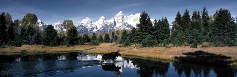 Mountain Moose Serenity