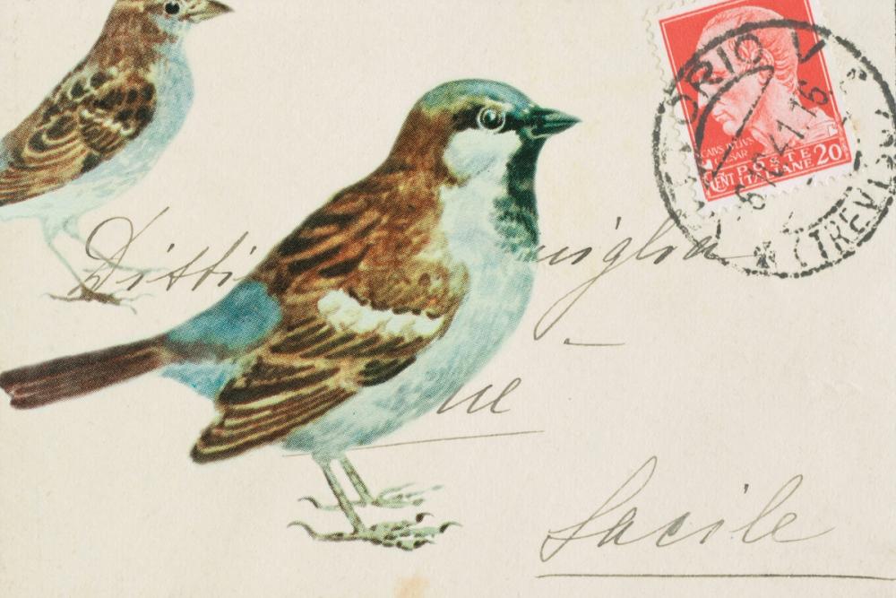 Sparrow
