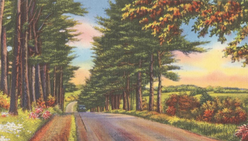 Along the Trees - Screenprint Postcard