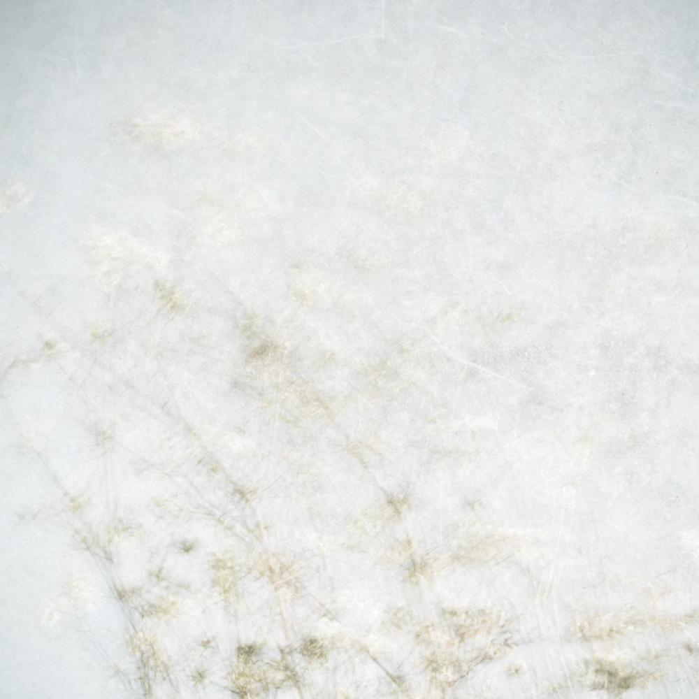 Wild Grass Impressions