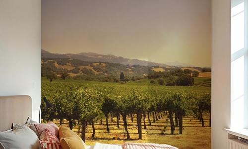Golden Vineyard Vista