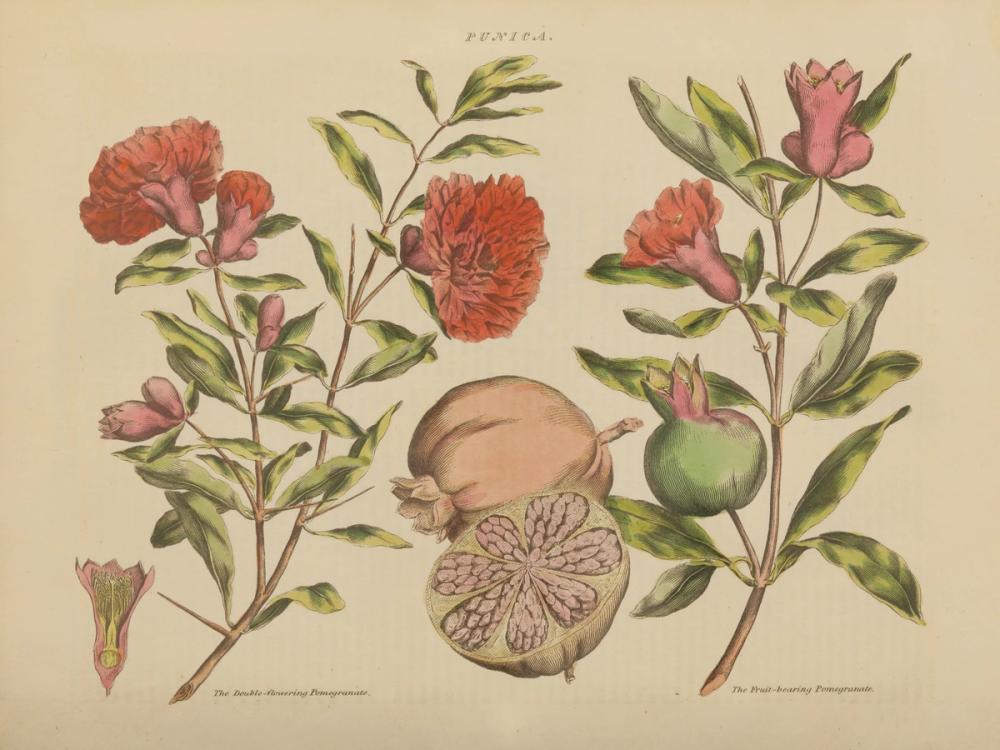 Herbal Botanical III