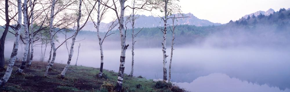 Nagano Birch