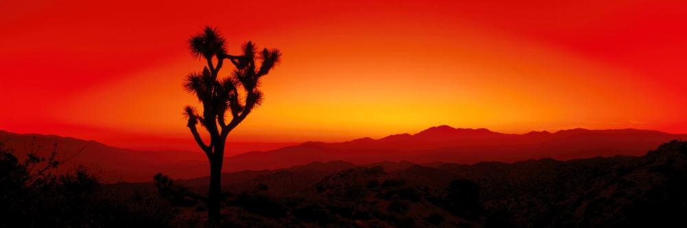 Joshua Tree Twilight