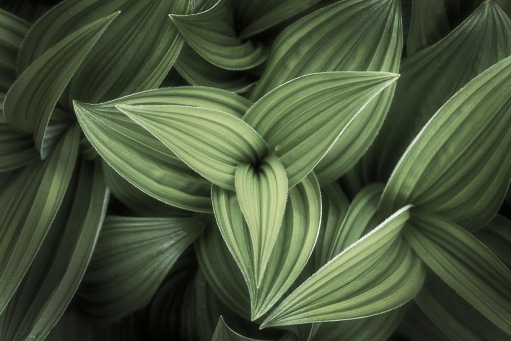 Corn Lily
