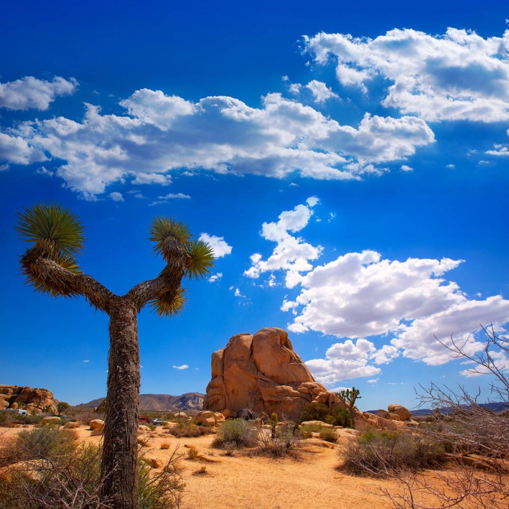 Joshua Tree Blue III