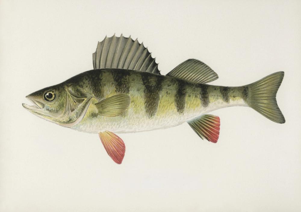 Barred Perch
