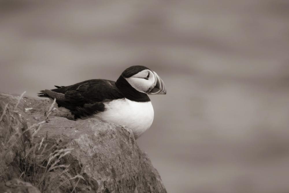 Atlantic Puffin Resting Sepia