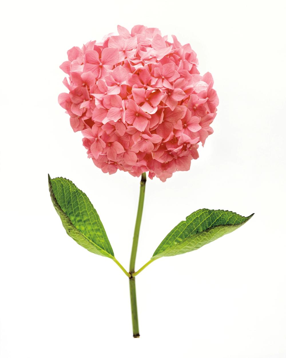 Providence Hydrangea I