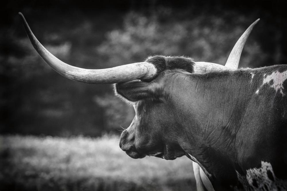 Longhorn Gaze II BW