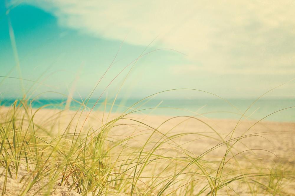 Beach Grass