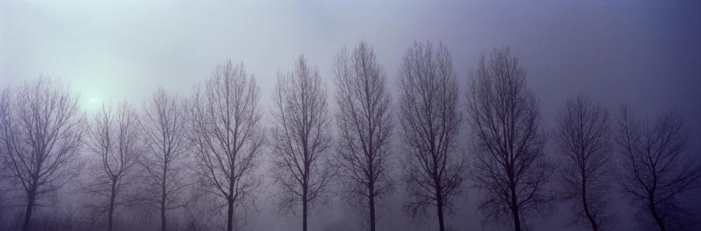 Trees in Mist