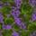 Pop Peonies, Green & Purple