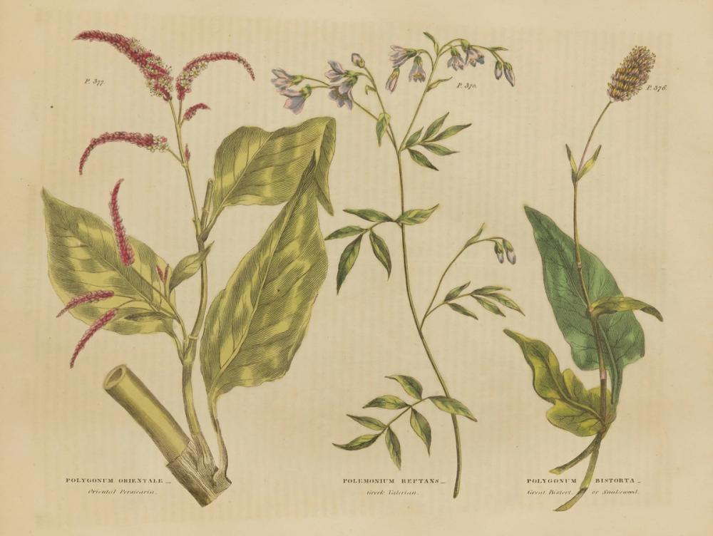 Herbal Botanical VI
