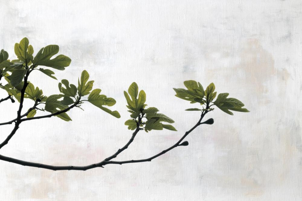 Fig Branch