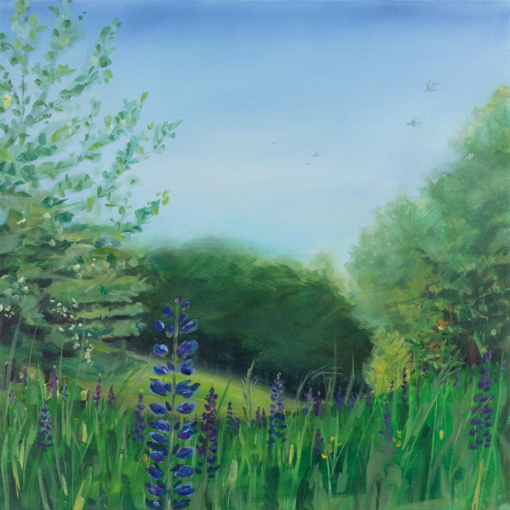 Charlottes Lupine Field